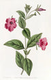 Fioletowy petunia - Sydenham Edwards — widok dzieła