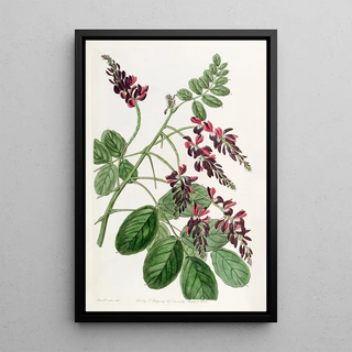 Sydenham Edwards - Purpleflowered Indigo plant.webp