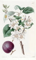 Abricot z purpurowymi owocami - Sydenham Edwards — widok dzieła