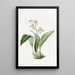 Maxillaria à fleurs en grappe - Sydenham Edwards — oprawiony obraz na ścianie