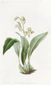 Maxillaria à fleurs en grappe - Sydenham Edwards — widok dzieła