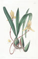 Cymbidium z czerwonym brzegiem - Sydenham Edwards — widok dzieła