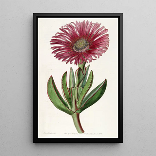 Sydenham Edwards - Rededged Fig Marigold.webp