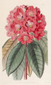 Rhododendron Rollissonii - Sydenham Edwards — widok dzieła