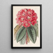 Rhododendron Rollissonii - Sydenham Edwards — oprawiony obraz na ścianie