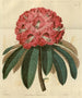 Rhododendron arboricole rose - Sydenham Edwards — widok dzieła