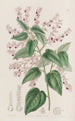 Corethrostylis aux bras roses - Sydenham Edwards — widok dzieła