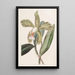 Cattleya z chropowatymi ustami - Sydenham Edwards — oprawiony obraz na ścianie