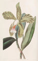 Cattleya z chropowatymi ustami - Sydenham Edwards — widok dzieła