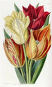 Tulip o chropowatym trzonie - Sydenham Edwards — widok dzieła