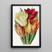 Tulip o chropowatym trzonie - Sydenham Edwards — oprawiony obraz na ścianie