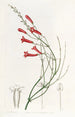 Russelia jonciforme - Sydenham Edwards — widok dzieła
