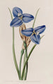 Patersonia saphir - Sydenham Edwards — widok dzieła