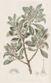 Myoporum à feuilles dentées - Sydenham Edwards — widok dzieła