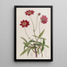 Cosmos z kwiatami scabiosa - Sydenham Edwards — oprawiony obraz na ścianie