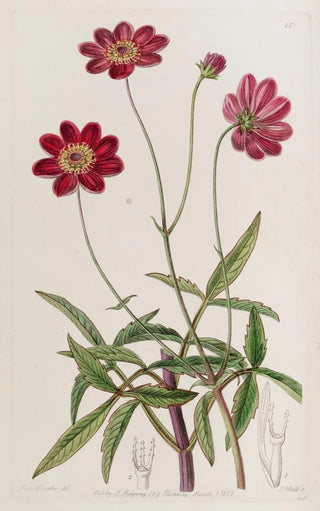 Sydenham Edwards - Scabiouslike Cosmus.webp