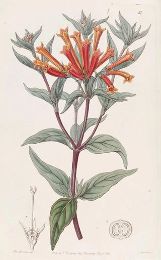 Sydenham Edwards - Scarlet Bouvardia.webp