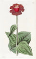 Zinnia écarlate - Sydenham Edwards — widok dzieła