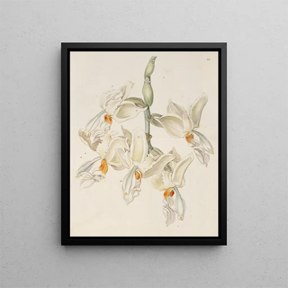 Sydenham Edwards - Scentless Stanhopea.webp