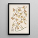 Oncidium brûlé - Sydenham Edwards — oprawiony obraz na ścianie