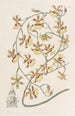 Oncidium brûlé - Sydenham Edwards — widok dzieła