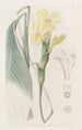 Calathea hirsute - Sydenham Edwards — widok dzieła