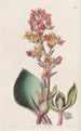 Echeveria z ostrymi liśćmi - Sydenham Edwards — widok dzieła