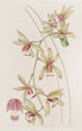 Cymbidium à lèvres courtes et feuilles épaisses - Sydenham Edwards — widok dzieła