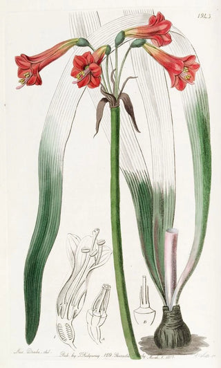 Sydenham Edwards - Shorttubed Phycella.webp