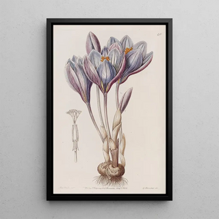 Sydenham Edwards - Showy Autumn Crocus.webp
