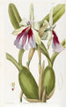 Miltonia éclatante - Sydenham Edwards — widok dzieła