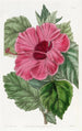 Hibiskus z Chin o pojedynczym kwiecie - Sydenham Edwards — widok dzieła