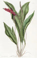 Anthurium élancé - Sydenham Edwards — widok dzieła