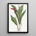 Anthurium élancé - Sydenham Edwards — oprawiony obraz na ścianie