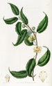 Sphrostema à petites fleurs - Sydenham Edwards — widok dzieła
