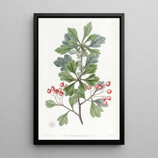 Sydenham Edwards - Smallfruited Thorn.webp