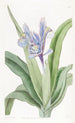 Iris z małymi skrzydłami - Sydenham Edwards — widok dzieła