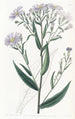 Aster lisse - Sydenham Edwards — widok dzieła