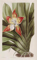 Huntleya tachetée - Sydenham Edwards — widok dzieła
