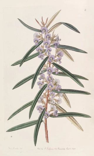 Sydenham Edwards - Spikeletted Hovea.webp