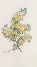 Calycotome épineux - Sydenham Edwards — widok dzieła