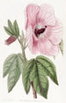 Hibiscus splendide - Sydenham Edwards — widok dzieła