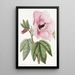 Hibiscus splendide - Sydenham Edwards — oprawiony obraz na ścianie