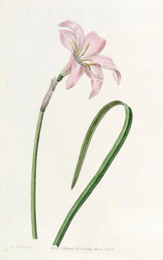Sydenham Edwards - Spofforth Zephyranthes.webp