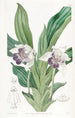 Zygopetalum z łyżeczkowymi ustami - Sydenham Edwards — widok dzieła