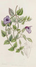 Torenia violette sans tache - Sydenham Edwards — widok dzieła