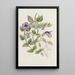 Torenia violette sans tache - Sydenham Edwards — oprawiony obraz na ścianie