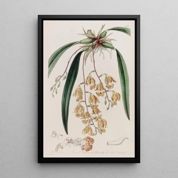 Sydenham Edwards - Spotted Burlingtonia.webp