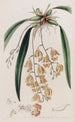 Burlingtonia tachetée - Sydenham Edwards — widok dzieła