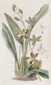 Cyrtochilum tacheté - Sydenham Edwards — widok dzieła